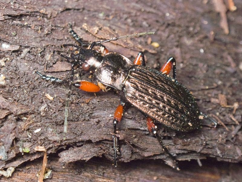 granulatus Linne, 1758